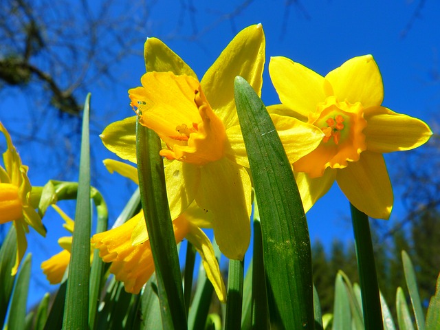 C'est le printemps avec Cap Juniors